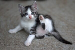 多汗症の手術ETSで交感神経を効果的に治療する方法は？