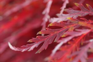 ミラドライの学割キャンペーンはどのように利用できるの？