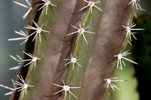 ボトックスによる多汗症の効果を他の治療法と比較すると？