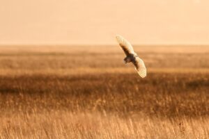 ワキガ治療の初診予約はどうやって行うべきですか？