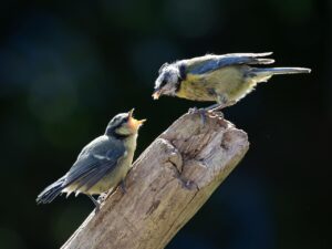 ワキガの悩みを解消するためのミラドライおすすめは？
